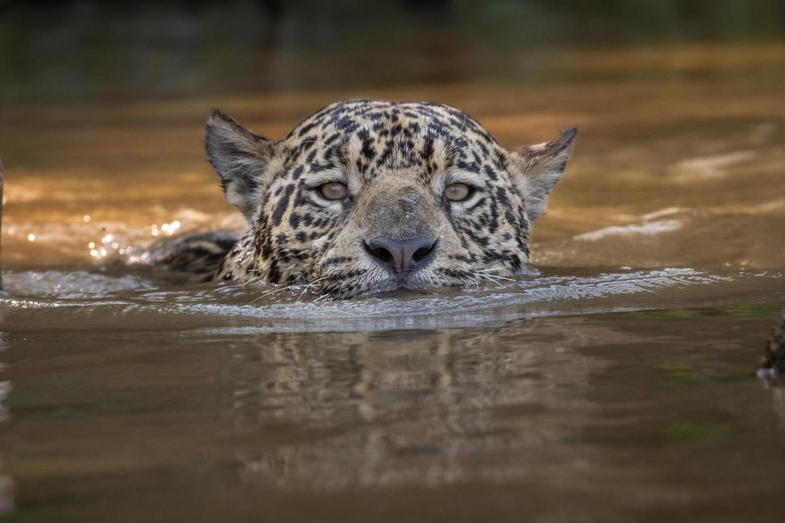 Jaguar in the Pantanal